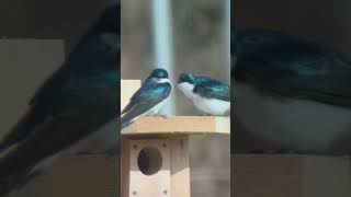 Tree swallows on new nest box