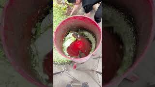 Process vegetable grinder for animal feed