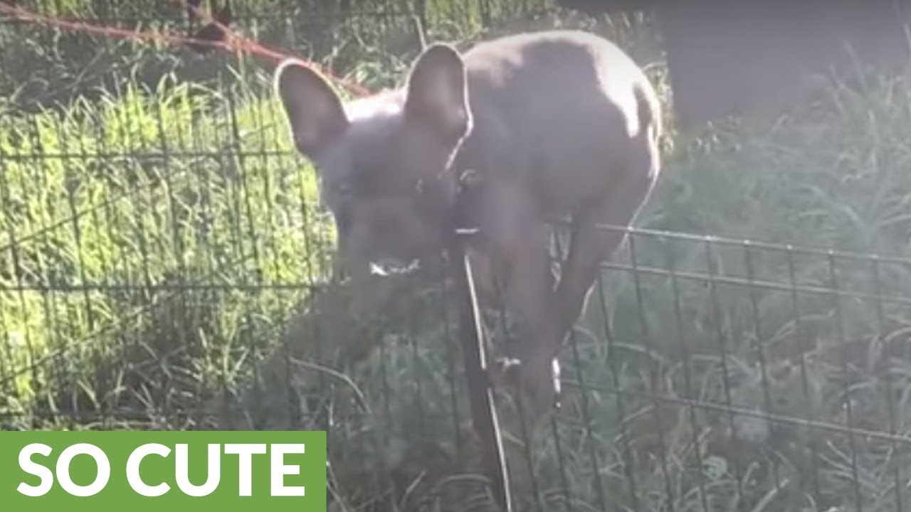 French Bulldog puppy is an expert escape artist
