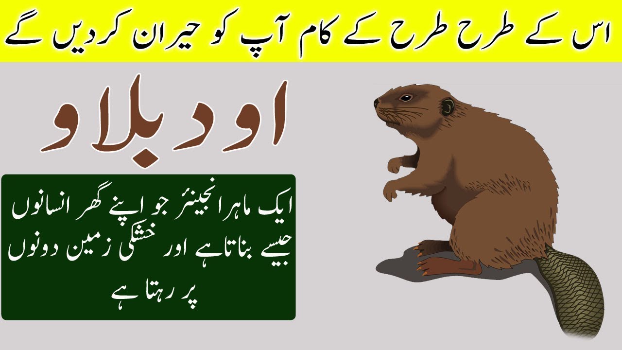 Amazing & Interesting Facts About Beaver In Urdu & Hindi Urdu