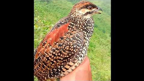 Sáng 03/9/2020 bẫy đa đa được cái kết bất ngờ & cuab noog pib qas qas mas zoo kawg nawb