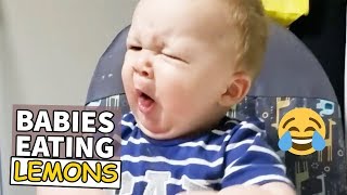 Babies Eating Lemons - Try Not to Laugh 😂😂😂