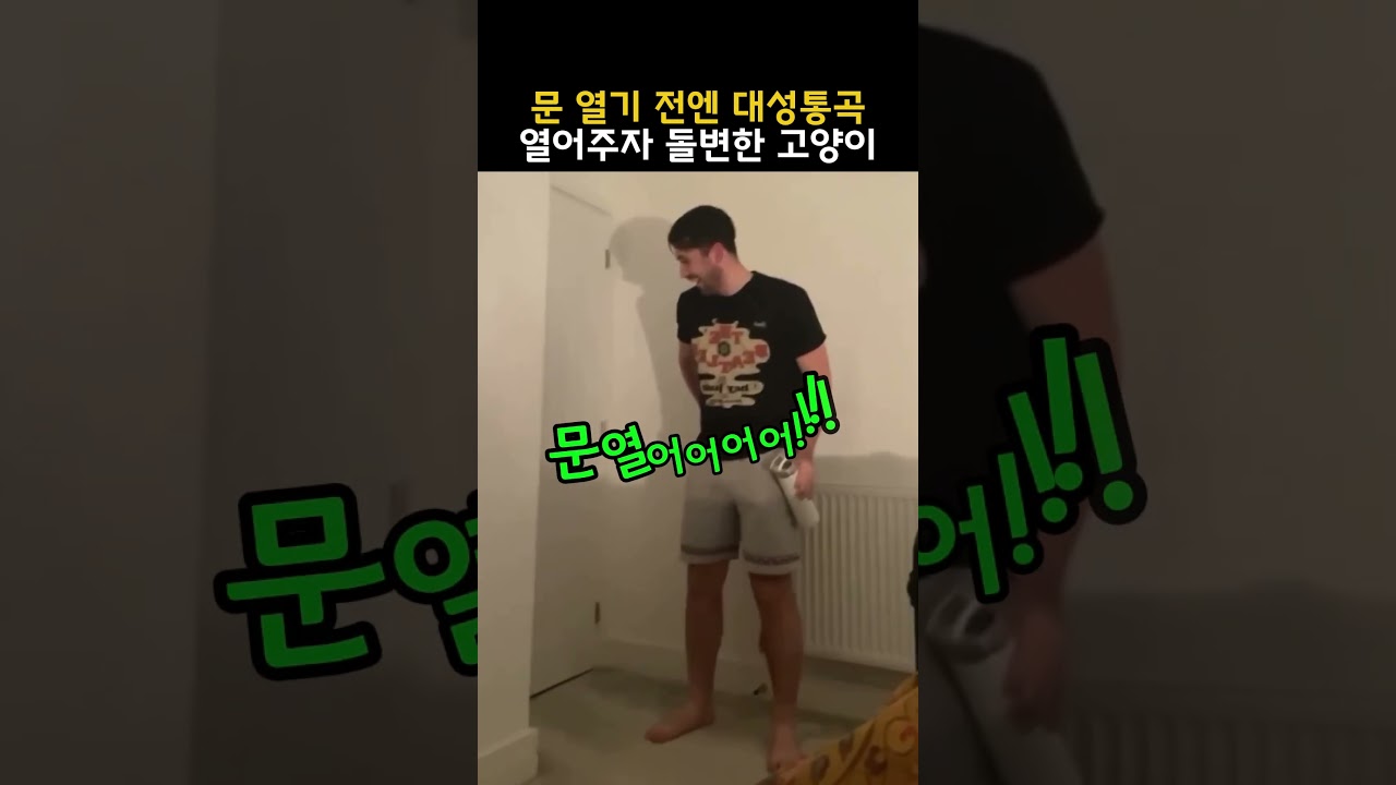 문 열기 전엔 대성통곡하더니 열어주자 돌변하는 고양이