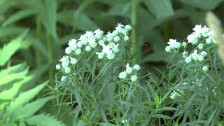 Savanna Progress & Fall Milkweed - June - 2019