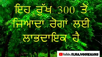 Benefits Of SohanjnaTree | Moringa ਸੁਹੰਜਨੇ ਦੇ ਲਾਭ | ਜਰੂਰ ਸੁਣਿਉ