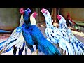 My Aseel farm information