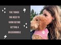 #goldendoodle Five things you need to know before you get a Goldendoodle.