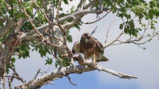 Stock Video - Swainson's Hawk screeching while guarding its nest