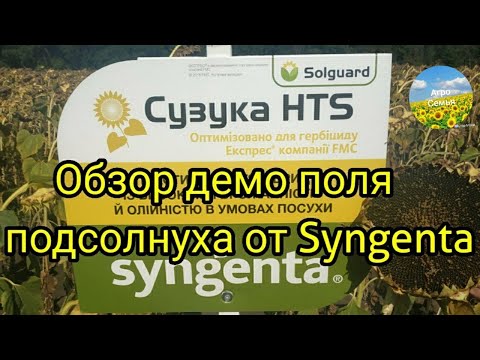 Обзор демо поля подсолнечника от Syngenta. Подсолнух 2021