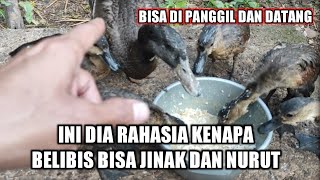 Kenapa burung belibis saya bisa jinak dan nurut ini rahasianya