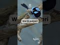 Watji pulyeri - blue wren