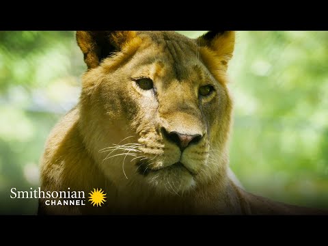 Video: Mitralieră experimentală „Cheetah”