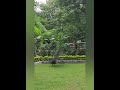 Beautiful Peacock dancing in my garden 🦚