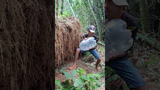 put a trap in the root hole #shortsviral #nature