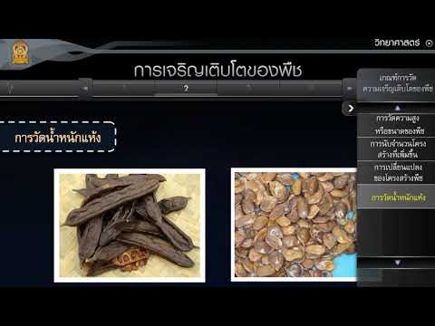 การเจริญเติบโตของพืช วิทยาศาสตร์ ม.1
