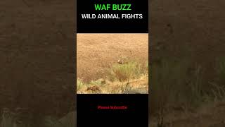 Great! Pride of Lions saves lioness from Hyena pack #shorts