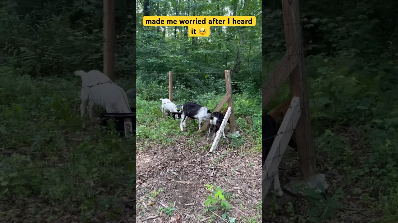 Made me worried after I heard it 🥹/ Neighbor's Goats 🐐