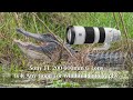 Sony FE 200-600mm G Lens - Is It Any Good For Wildlife Photography