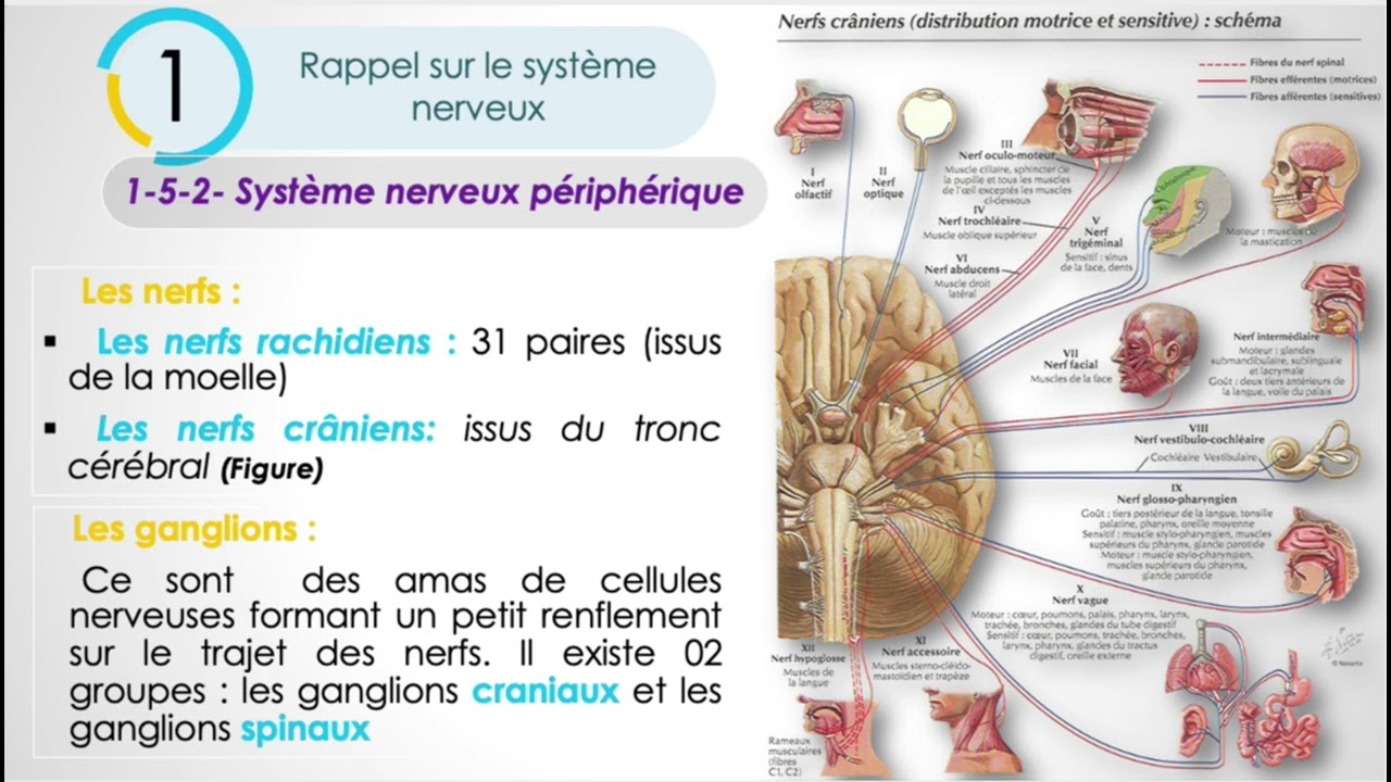 Physio nerveuse et musculaire et des fonctions