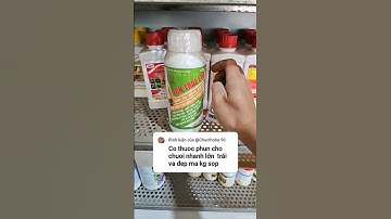 thuốc phun lớn trái đẹp trái chuối