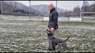 OBEDIENCE WITH AMSTAFF ARON HOW TO HEEL PITBULL TRAINING 14 MONTHS OLD SLOVAKIA