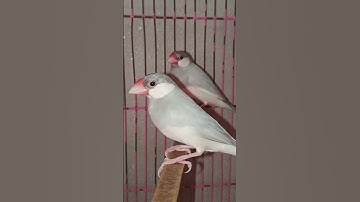 Java Sparrow Bath Time 💦 #shorts #subscribe