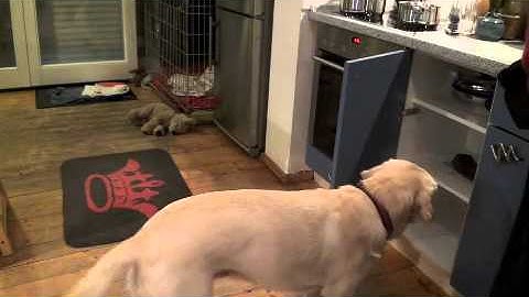 Unit 4 - 10 part behavior chain