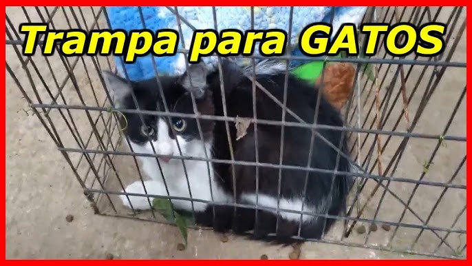 Trampa acero para rescate gatos - Gratud™