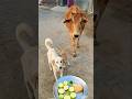 Who says dogs and cows can’t be best friends? Happy Birthday! ✨ #shorts #unlikelyfriendships #cow