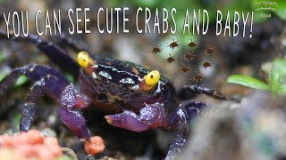 My VAMPIRE CRABS COLLECTION In Paludarium   You can see cute Baby vampire crabs