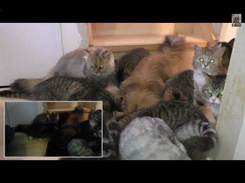 階段を駆け下りる猫の群れ Funny Cats Youtube