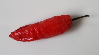 two chili flavor profiles in one... Ghostly Jalapeño!