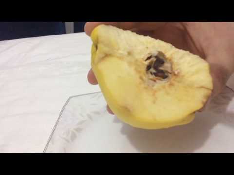 Video: Tohumdan Ayva Meyvesi Yetiştirme - Tohumdan Ayva Ağacı Nasıl Yetiştirilir