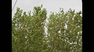 Tree dancing in the wind in slow motion