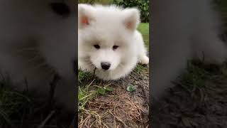 How...cute 🥺 Samoyed | Samoyed dogs #shorts