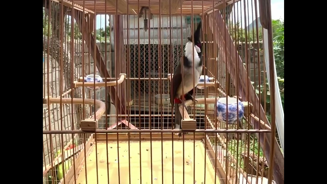 Chào mào vip đấu giàn #chaomaohothay #lupbaychaomao