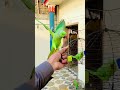 #parrot 🦜🦜🦜#foryou #nonstoptalkingparrot #birdsinlove #talkingparot #viralshorts #lovebirds #fyp