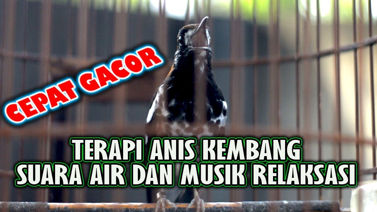 PANCINGAN ANIS KEMBANG AGAR SEGERA BUNYI  #aniskembang