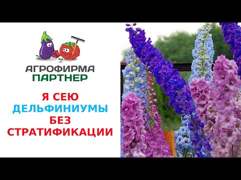 Бейне: Дельфиниумдардың туған жері қайда?