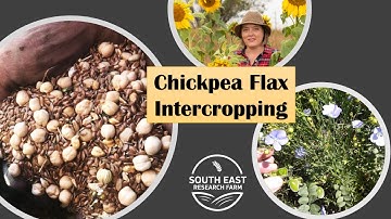 Chickpea Flax Intercropping - Why it