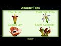 4th Grade - Science - Adaptations - Topic Overview