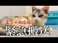 保護した猫きゃり子が倒れて緊急搬送されました