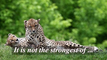 It is not the strongest of the species that survive, nor the most intelligent, but ...