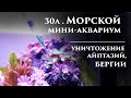 Морской аквариум:  айптазии, бергии