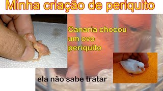canaria chocando periquito / nasceu 1 filhote by Anésio M. V. B 479 views 8 months ago 4 minutes, 6 seconds