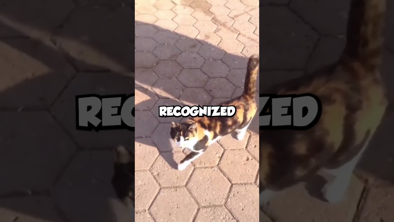 Reunited After 8 Years Cat Hearttouching Happy