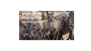 how kangaroos adapt to their environment