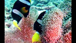 Mohammad Ayyoub......Sura Al-Qariah.wmv