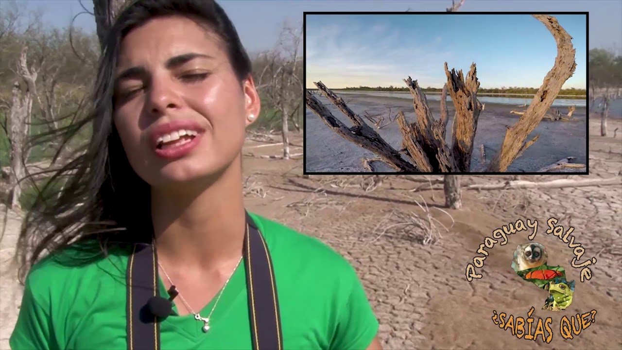 Paraguay Salvaje: "Carmelo Peralta", la puerta al pantanal (Parte 2)