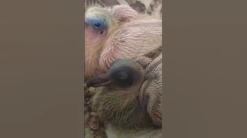 У голубей разный цвет кожи
